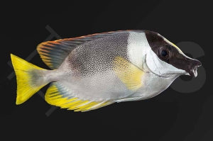Andamanen Fuchsgesicht (Siganus magnificus)