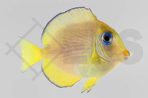 Blauer Doktorfisch (Acanthurus coeruleus)
