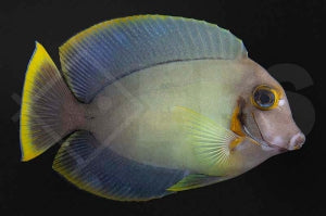 Schokoladen Doktorfisch (Acanthurus pyroferus)