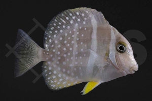 Brandungs Doktorfisch (Acanthurus guttatus)