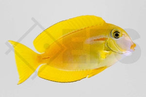 Orangefleck Doktorfisch (Acanthurus olivaceus)