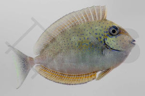 Masken Nasendoktorfisch (Naso vlamingii)