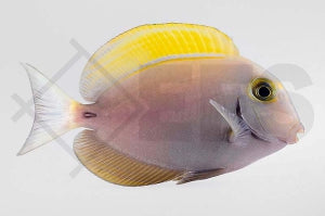 Dussumieres Doktorfisch (Acanthurus dussumieri)