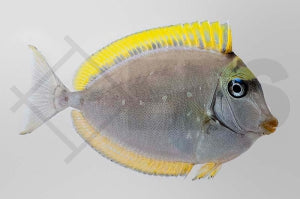 Indischer Gelbklingen Nasendoktorfisch (Naso elegans)