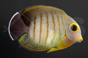 Eibli Mimikrydoktorfisch (Acanthurus tristis)