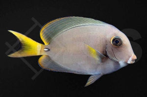 Weisslippen Doktorfisch (Acanthurus leucocheilus)
