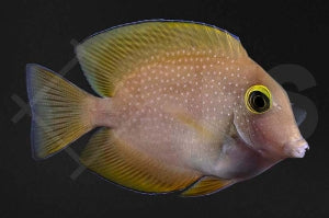 Borstenzahndoktorfisch (Ctenochaetus truncatus)