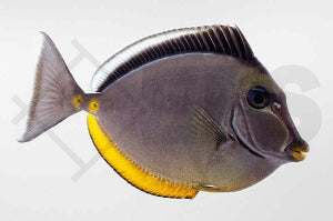 Kuhkopf Doktorfisch (Naso lituratus)