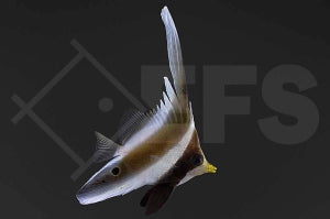 Pazifik Wimpelfisch (Heniochus chrysostomus)