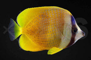 Klein`s Falterfisch (Chaetodon kleinii)
