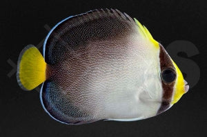 Mond Samtkaiserfisch (Chaetodontoplus mesoleucus)