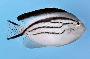 Lamarcks Lyrakaiserfisch (Genicanthus lamarck)