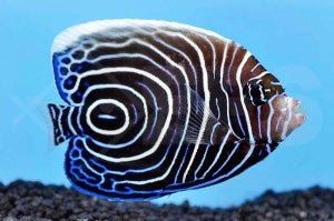 Imperator Kaiserfisch (Pomacanthus imperator)