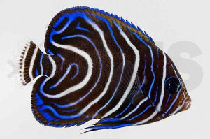Koran-Kaiserfisch (Pomacanthus semicirculatus)