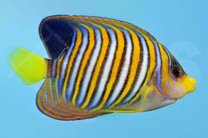 Pfauenkaiserfisch (Pygoplites diacanthus)