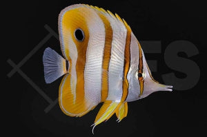 Orangebinden Pinzettfisch (Chelmon rostratus)
