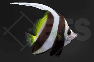 Rotmeer Wimpelfisch (Heniochus acuminatus)