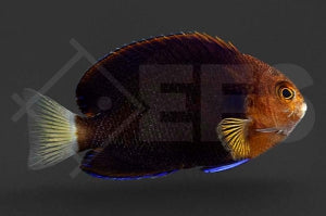 Weißschwanz Zwergkaiserfisch (Centropyge flavicauda)