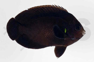 Mitternachts Zwergkaiserfisch (Centropyge nox)