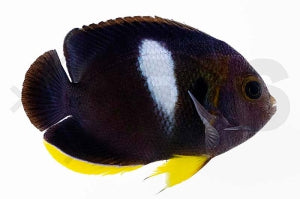 Schlüsselloch Zwergkaiserfisch (Centropyge tibicen)