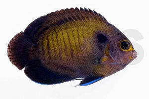 Blauflossen Zwergkaiserfisch (Centropyge multispinis)