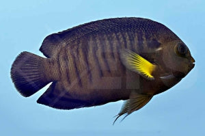 Mondstrahl Zwergkaiserfisch (Centropyge flavipectoralis)