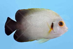 Perlschuppen Zwergkaiserfisch (Centropyge vroliki)