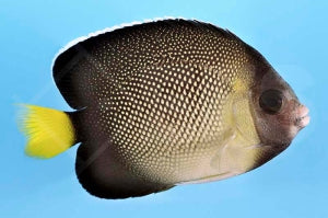 Indischer Rauchglas Kaiserfisch (Apolemichthys xanthurus)