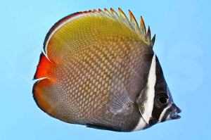 Rotschwanz Falterfisch (Chaetodon collare)