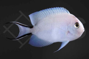 Indischer Zebrakaiserfisch (Genicanthus caudovittatus)