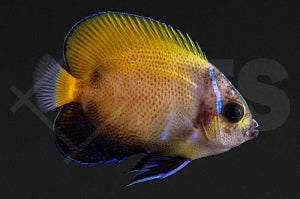 Traumkaiserfisch (Pomacanthus navarchus)