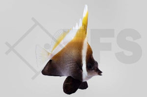 Schwarzer Wimpelfisch (Heniochus varius)