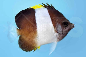 Schwarzer Pyramiden Falterfisch (Hemitaurichthys zoster)