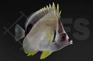 Barbier-Falterfisch (Johnrandallia nigrirostris)