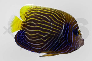 Imperator Kaiserfisch (Pomacanthus imperator)