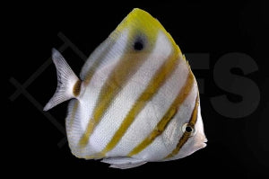 Fünfbinden Falterfisch (Parachaetodon ocellatus)