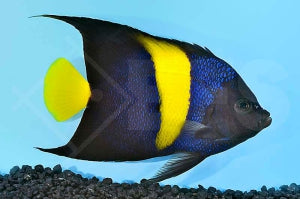 Halbmond Kaiserfisch (Pomacanthus asfur)