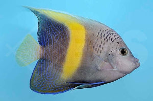 Sichel Kaiserfisch (Pomacanthus maculosus)