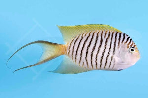 Pazifischer Zebrakaiserfisch (Genicanthus melanospilos)