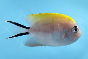 Pazifischer Zebrakaiserfisch (Genicanthus melanospilos)