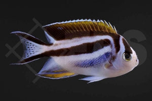 Pracht Lyrakaiserfisch (Genicanthus bellus)