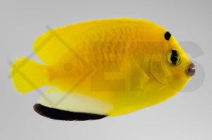Dreipunkt Kaiserfisch (Apolemichthys trimaculatus)