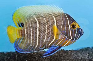 Blaukopf Kaiserfisch (Pomacanthus xanthometopon)