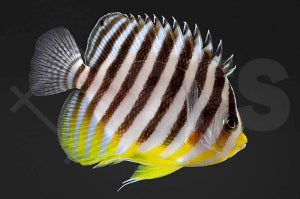 Zebra Zwergkaiserfisch (Paracentropyge multifasciata)