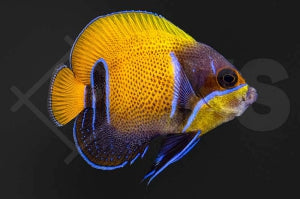 Traumkaiserfisch (Pomacanthus navarchus)