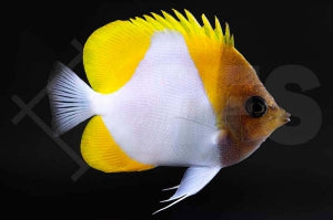 Gelber Pyramiden Falterfisch (Hemitaurichthys polylepis)
