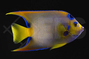Diadem Prachtkaiserfisch (Holacanthus ciliaris)