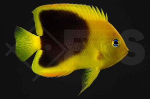 Felsenschönheit (Holacanthus tricolor)
