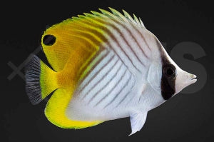 Fähnchen Falterfisch (Chaetodon auriga)
