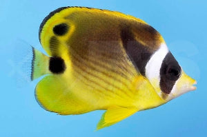 Mondsichel Falterfisch (Chaetodon lunula)